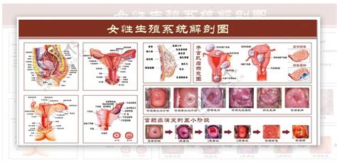 女人生殖器|女性生殖系統